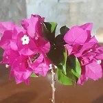 Vila Ilda Kalkan