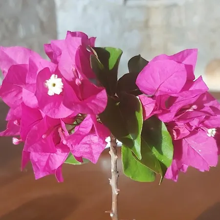 וילה Ilda קלקן